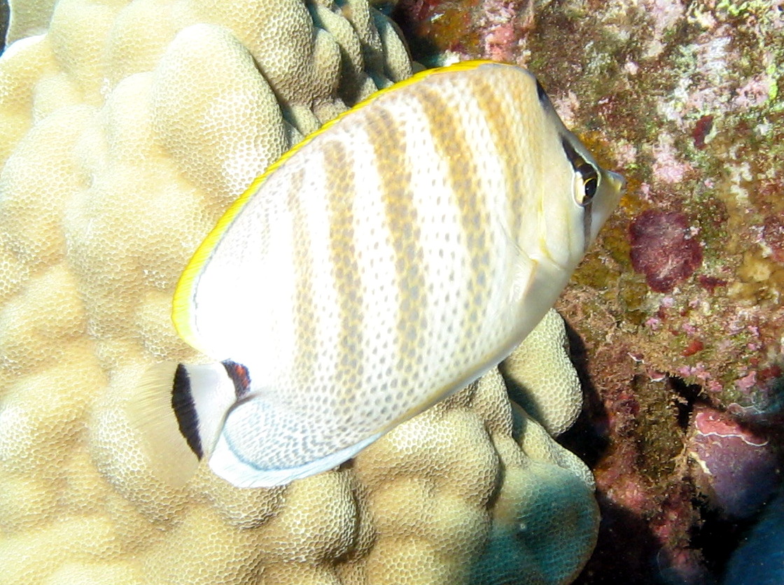 Chaetodon multicinctus